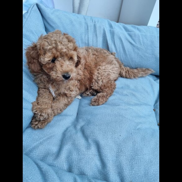 Miniature Poodle - Both