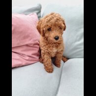 Miniature Poodle - Both