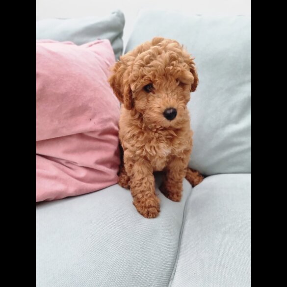 Miniature Poodle - Both