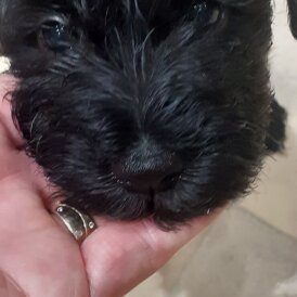 Miniature Schnauzer - Bitches