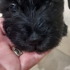 Miniature Schnauzer - Bitches