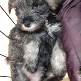 Miniature Schnauzer - Bitches