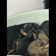 Dachshund (Standard &amp; Miniature) - Dogs
