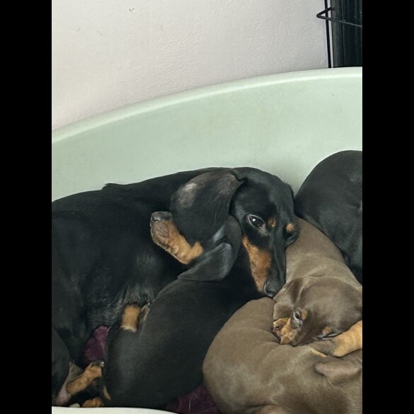 Dachshund (Standard &amp; Miniature) - Dogs