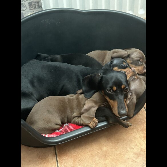 Dachshund (Standard &amp; Miniature) - Dogs