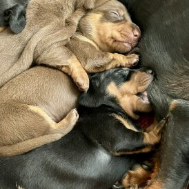 Dachshund (Standard &amp; Miniature) - Dogs