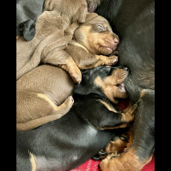 Dachshund (Standard &amp; Miniature) - Dogs