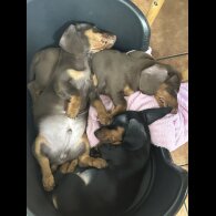 Dachshund (Standard &amp; Miniature) - Dogs