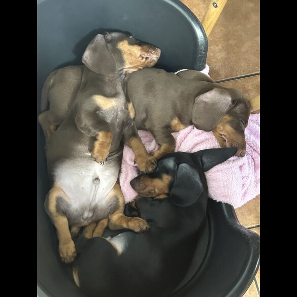 Dachshund (Standard &amp; Miniature) - Dogs