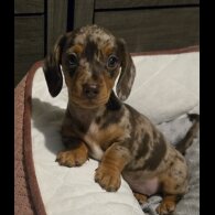 Dachshund (Standard &amp; Miniature) - Both