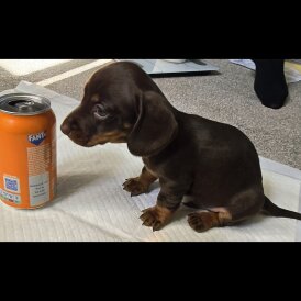 Dachshund (Standard &amp; Miniature) - Both