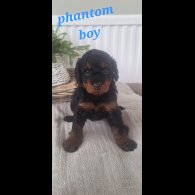 Labradoodle - Both