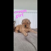 Labradoodle - Both