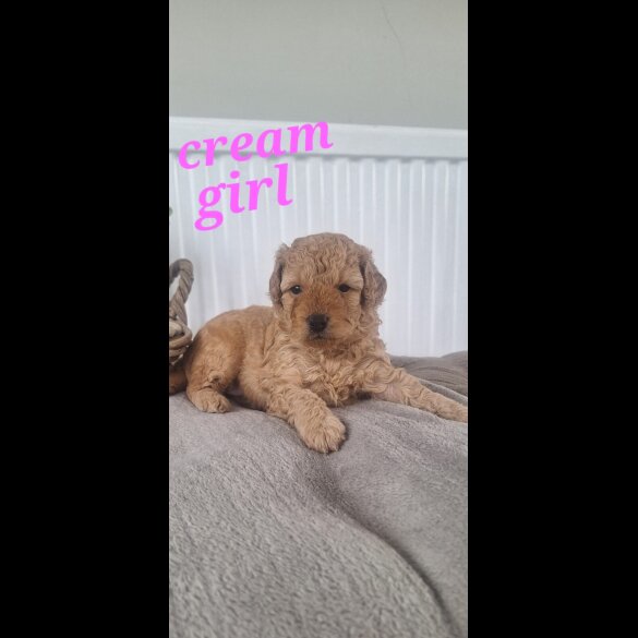 Labradoodle - Both