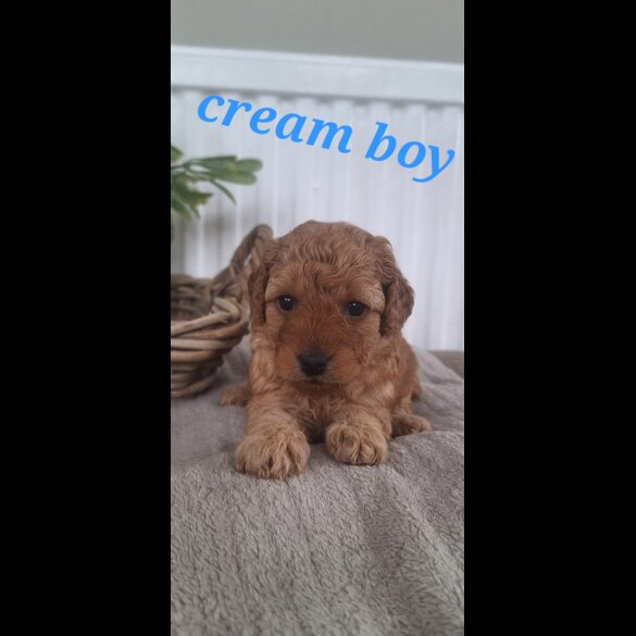 Labradoodle - Both