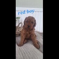 Labradoodle - Both