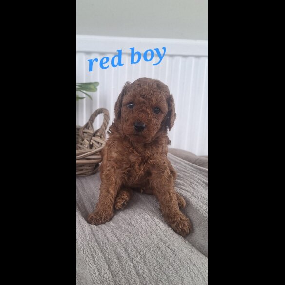 Labradoodle - Both