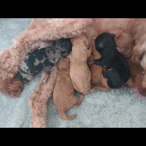 Labradoodle - Both