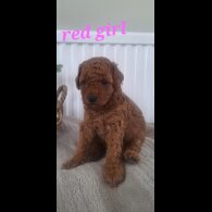 Labradoodle - Both