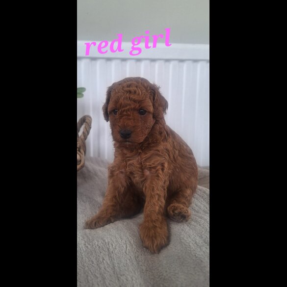 Labradoodle - Both