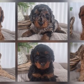 Labradoodle - Both