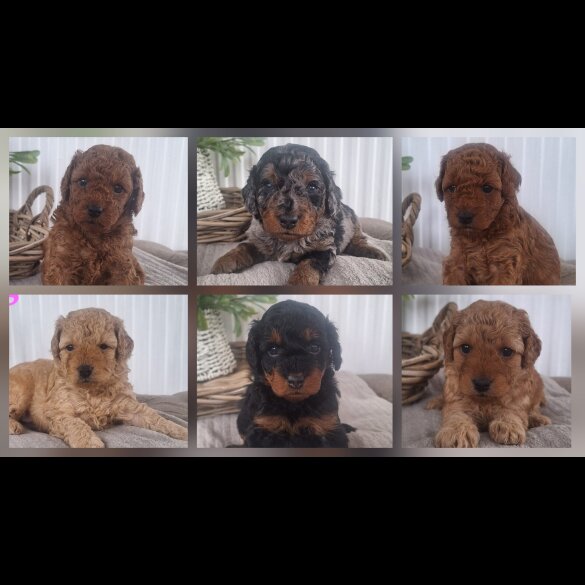 Labradoodle - Both