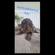 Labradoodle - Both