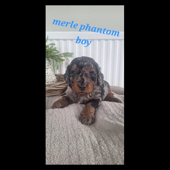 Labradoodle - Both