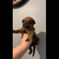 Mixed Breed - Both