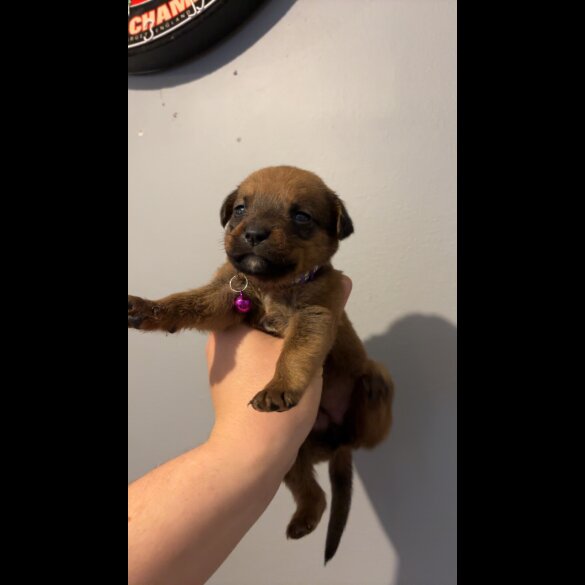 Mixed Breed - Both
