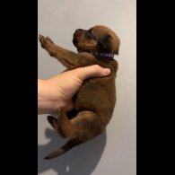 Mixed Breed - Both