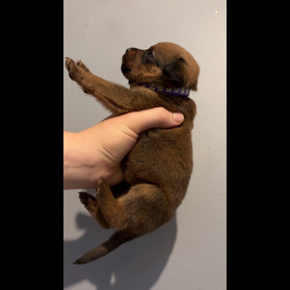 Mixed Breed - Both