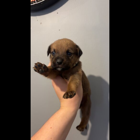 Mixed Breed - Both