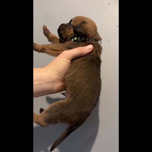 Mixed Breed - Both
