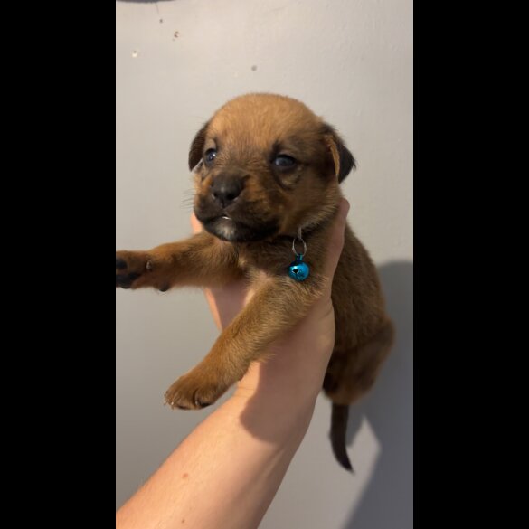 Mixed Breed - Both