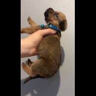 Mixed Breed - Both