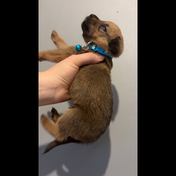 Mixed Breed - Both
