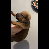 Mixed Breed - Both