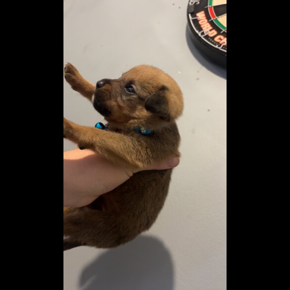 Mixed Breed - Both