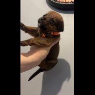 Mixed Breed - Both