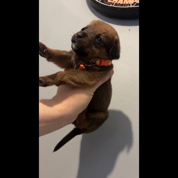 Mixed Breed - Both