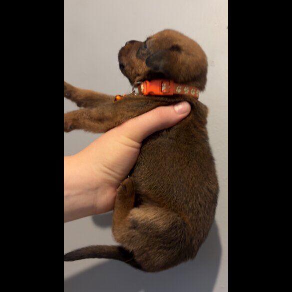 Mixed Breed - Both