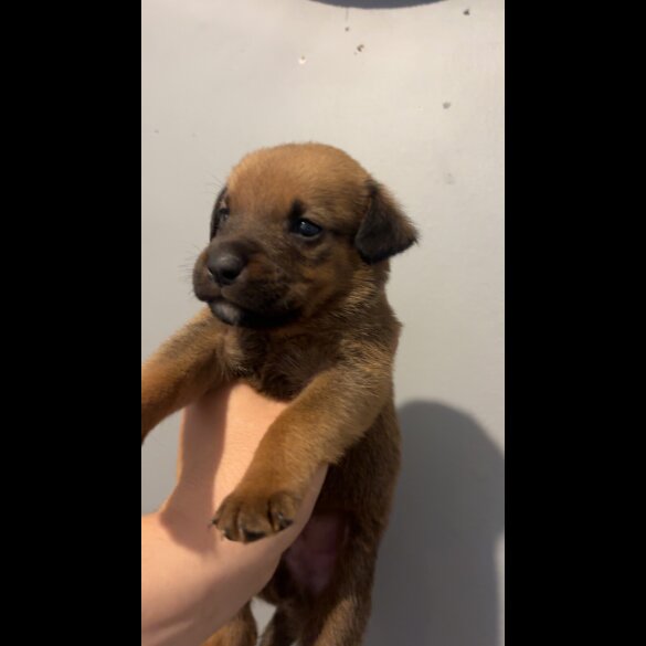 Mixed Breed - Both