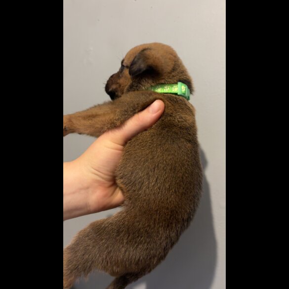 Mixed Breed - Both