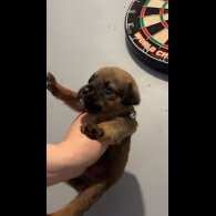 Mixed Breed - Both