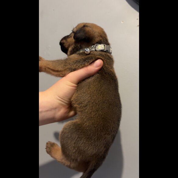 Mixed Breed - Both