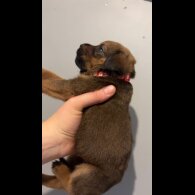 Mixed Breed - Both