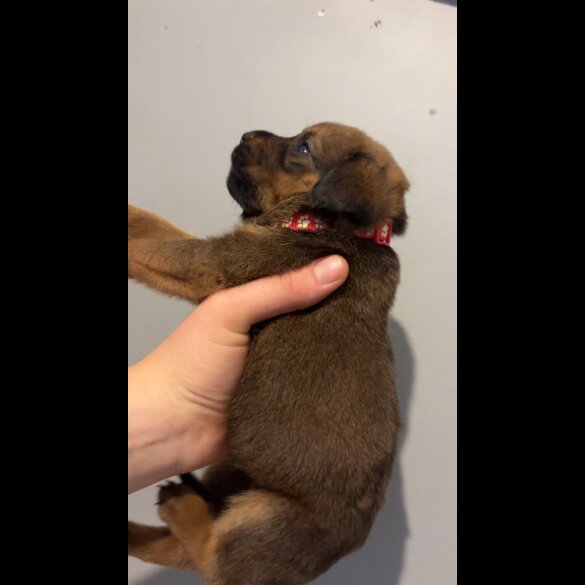Mixed Breed - Both