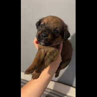 Mixed Breed - Both