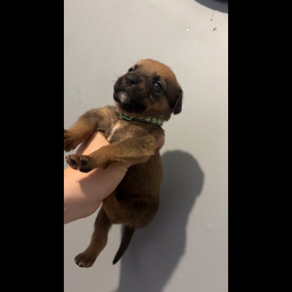 Mixed Breed - Both